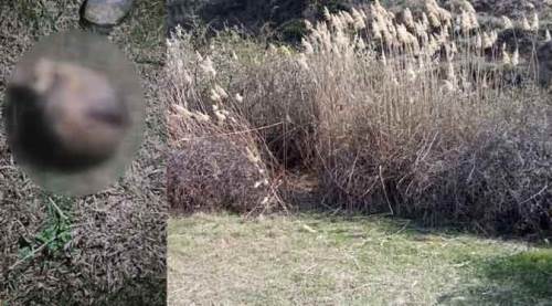 Otluk alanda kafası koparılmış ceset bulundu