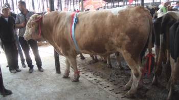 Otomobil Fiyatına Kurbanlık
