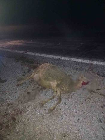 Otomobil Sürünün Arasına Daldı, 9 Koyun Telef Oldu
