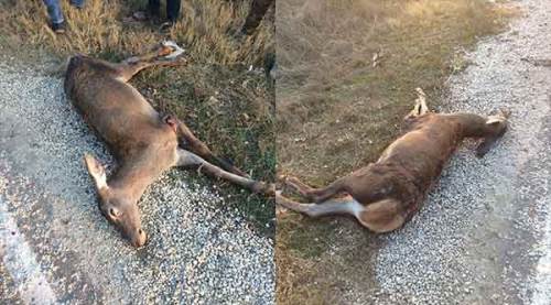 Otomobilin çarptığı geyikler telef oldu