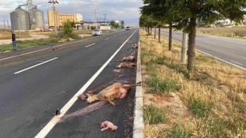 Otomobilin Çarptığı Hamile Koyunun Karnındaki Kuzu Dışarı Fırladı
