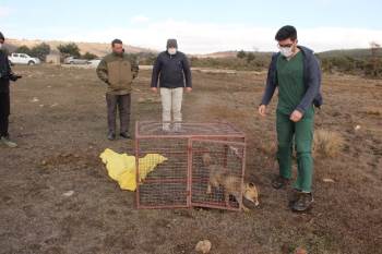 Otomobilin Çarptığı Kızıl Tilki İle Zehirlenen Şahin Tedavisinin Ardından Doğaya Bırakıldı
