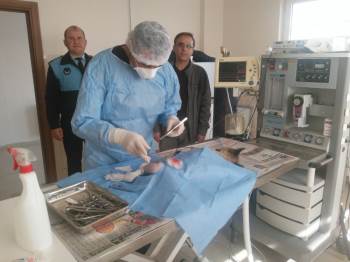 Otomobilin Çarptığı Köpek Ameliyat Edildi, Platin Takıldı
