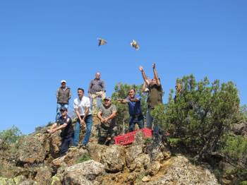 Özenle Büyütülen Kekliklerin İlk Özgür Kanat Çırpma Anları
