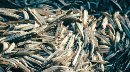 Palamut Mu Hamsi Mi Daha Faydalı? Detaylı Karşılaştırmalı Besin Değerleri ve Sağlık Etkileri