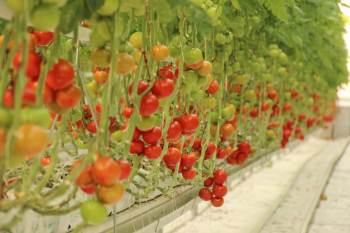 Pandemi Döneminde Topraksız Tarıma Ve Domatese İlgi Arttı
