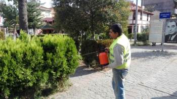 Parkı Yaban Arıları Astı
