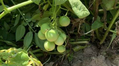 Patates diye ektiler, zehir çıktı: Aman dikkat!