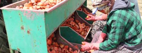 Patatesin kilosu 1,5 liraya kadar inebilir!