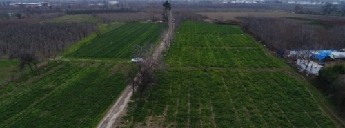 Pazarda 3 lira, tarlada 50 kuruş