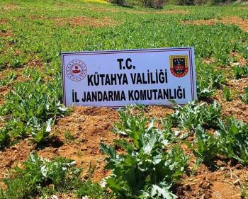 Pazarlar’Da 86 Bin 150 Kök Kaçak Ekilmiş Haşhaş Bitkisi Ele Geçirildi
