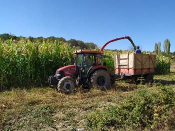 Pazarlar’Da Silajlık Mısır Hasadına Başlandı

