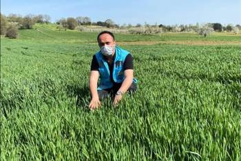Pazarlar’Da Yerli Buğdayın Deneme Ekiminden Yüksek Verim Alındı
