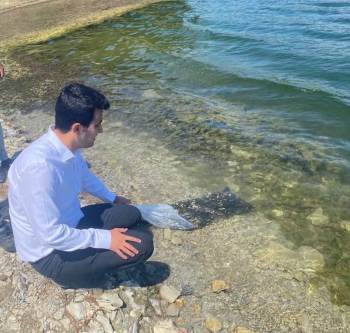 Pazarlar’Daki Göletlere 15 Bin Adet Pullu Sazan Balığı Yavrusu Bırakıldı
