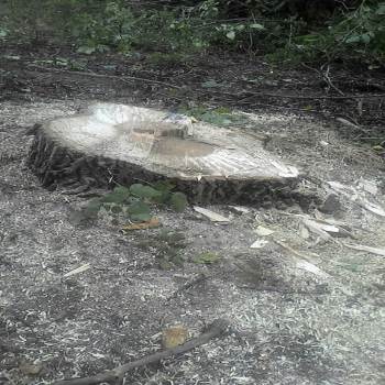 Pazaryeri’Nde Tarlada Ağaçlar Kesilerek Çalındı
