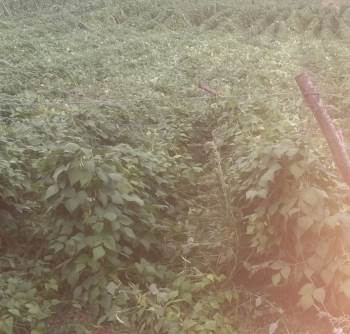 Pazaryeri’Ndeki Sağanak Yağış Tarım Arazilerini Vurdu
