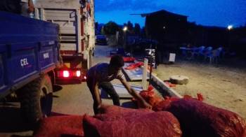 Pazaryeri’Nin Tescilli Boncuk Fasulyesi Hasadı Başladı
