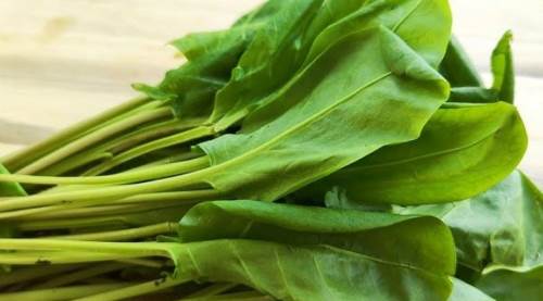 Pazı ile Tirşik Otu Karıştırılır mı? Tirşik Otu Zehirli mi, Nasıl Tüketilir? Zehirlenme Belirtileri ve Bilinmesi Gerekenler