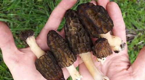 Piknikte tesadüfen bulundu, fiyatı cep yakıyor