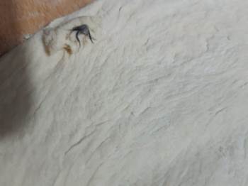 Pişi Yapmak İçin Aldığı Hamurdan Kıl Yumağı Çıktı
