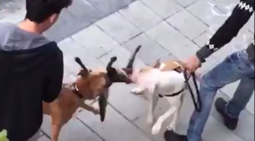 Pitbull dehşeti, parçalayarak öldürdüler  +18