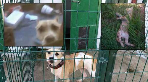 Pitbull vahşeti! Yavru kedi öldü, sahibi zor kurtuldu