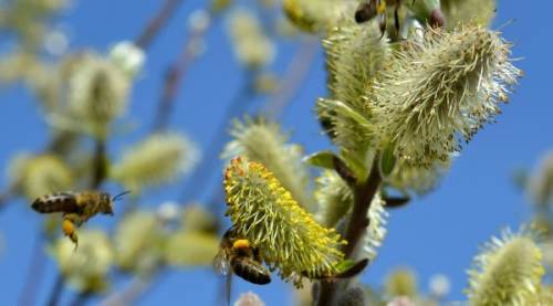 Polen alarmı başladı! Alerji sezonunu hafif atlatmak için bunlara dikkat edin