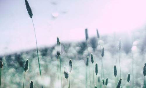 Polen alerjisi belirtileri nelerdir? Korunma yolları nelerdir?