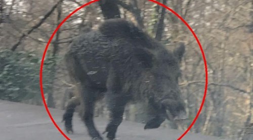 Polisi alarma geçiren görüntü!