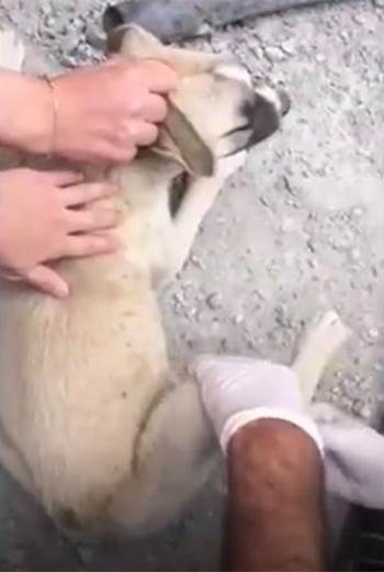 Polislerin Hayvan Sevgisi Yavru Bir Köpeği Hayata Bağladı
