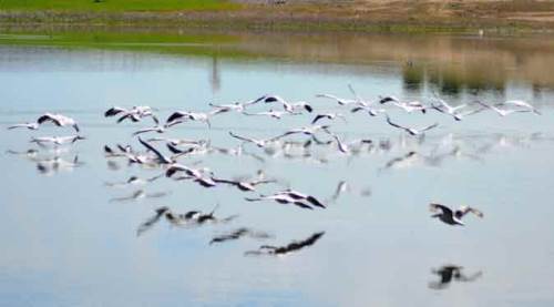 Porsuk Baraj Gölü, bu kez onları ağırladı