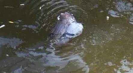 Porsuk Çayı'nda görenleri şok eden sahne: Fare ve ölü güvercin...
