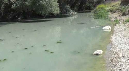 Porsuk Çayı'nda toplu ölümler! Yüzlercesi karaya vurdu...