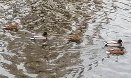 Porsuk Çayı'ndaki sevimli konuklar gülümsetti