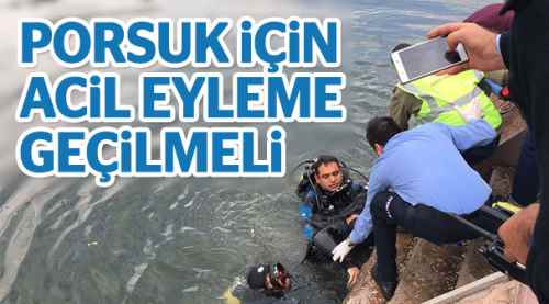 Porsuk için acil eyleme geçilmeli