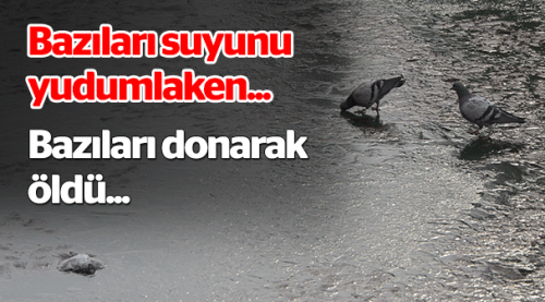 Porsuk'ta donarak öldüler