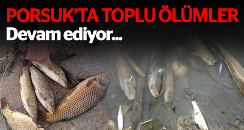Porsuk'ta toplu balık ölümleri sürüyor