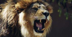 Puan aslanın ağzında