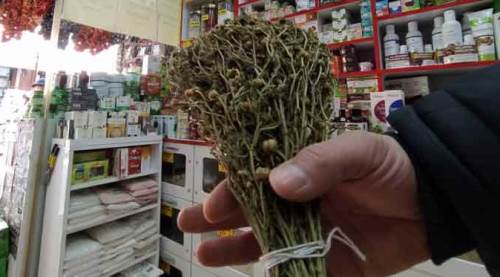 Rahat uyumak için bu otu içti komaya girdi!