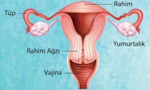 Rahim ağzı kanseri tarama programları hayati önem taşıyor