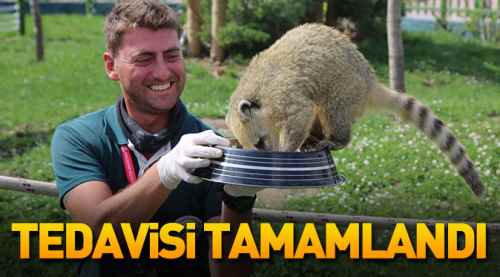 Rakun sağlığına kavuştu