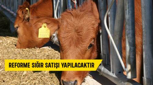 Reforme sığır satışı yapılacaktır