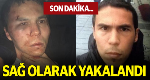 Reina canisi canlı olarak yakalandı