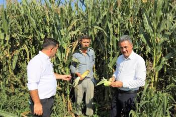 Rekolte Geçen Yıla Göre Yüzde 50 Arttı
