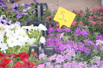 Rengarenk Çiçekler Pazar Tezgahlarını Süsledi
