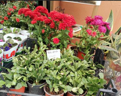 Renk renk yılbaşı çiçekleri Eskişehir'de satışta