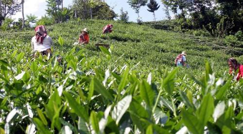 Rize Nasıl Bir Şehir, Pahalı Mıdır, Neleri Meşhur ve En Güzel İlçeleri Nerelerdir?