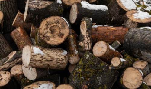 Rüyada Ağaç Kütüğü Görmek: Diyanet Yorumu