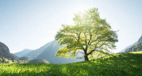 Rüyada Ağaç Yıkılması (Diyanet Yorumu)