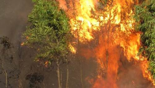 Rüyada Ağacın Yandığını Görmek: Diyanet Yorumu